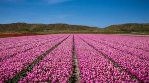 Netherlands Epic Travel Guide - The 3 Finest Tulip Field Tips!