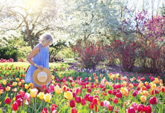 Netherlands Epic Travel Guide - The 3 Finest Tulip Field Tips!